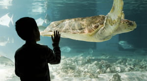 Manchester family days out